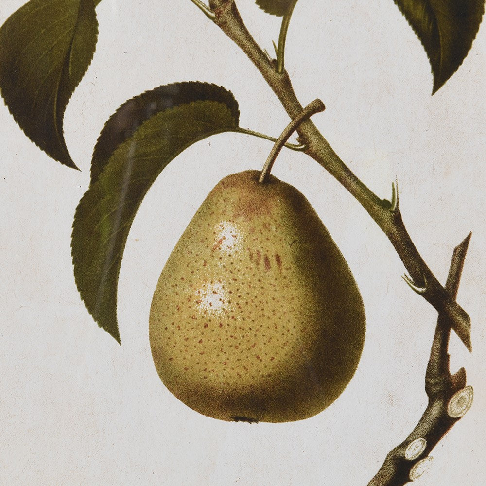 Pear Artwork in Striped Frame | Set of Four