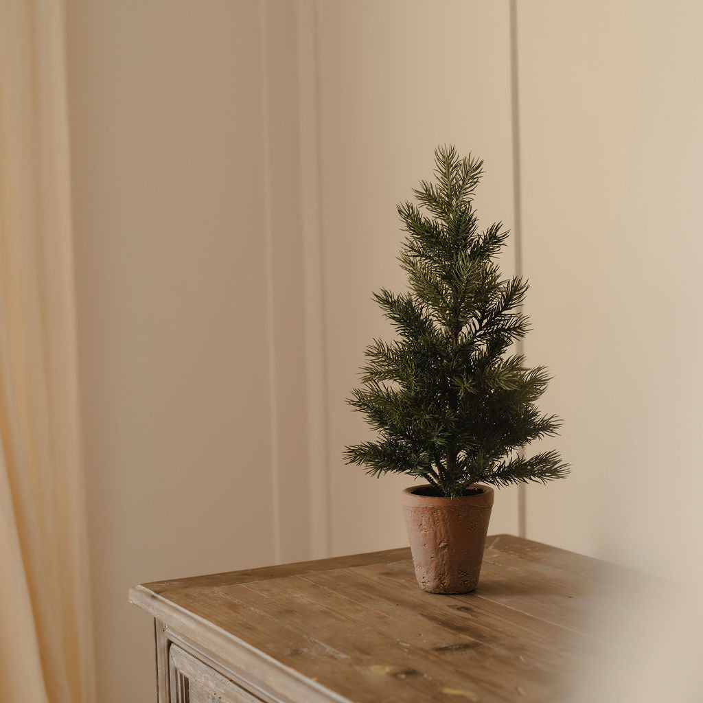 Grey Leaf Pine Tree in Pot