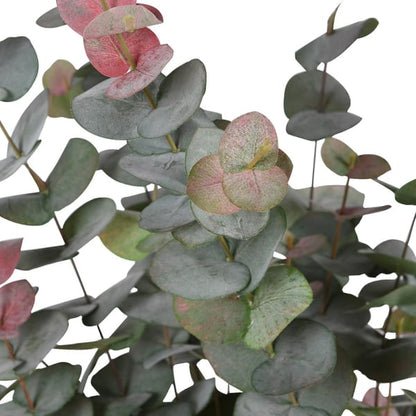 Touch of Blush Eucalyptus Tree in Pot