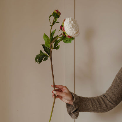 Hand holding a white flower against a plain background