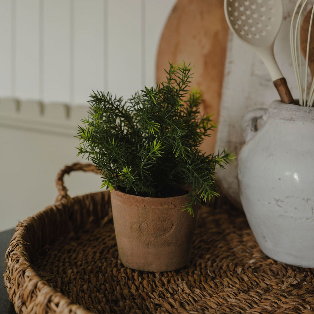 Asparagus Bush in Terracotta Pot