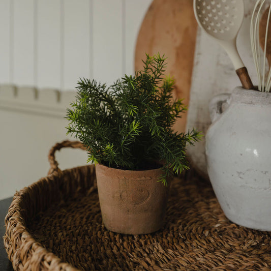 Asparagus Bush in Terracotta Pot
