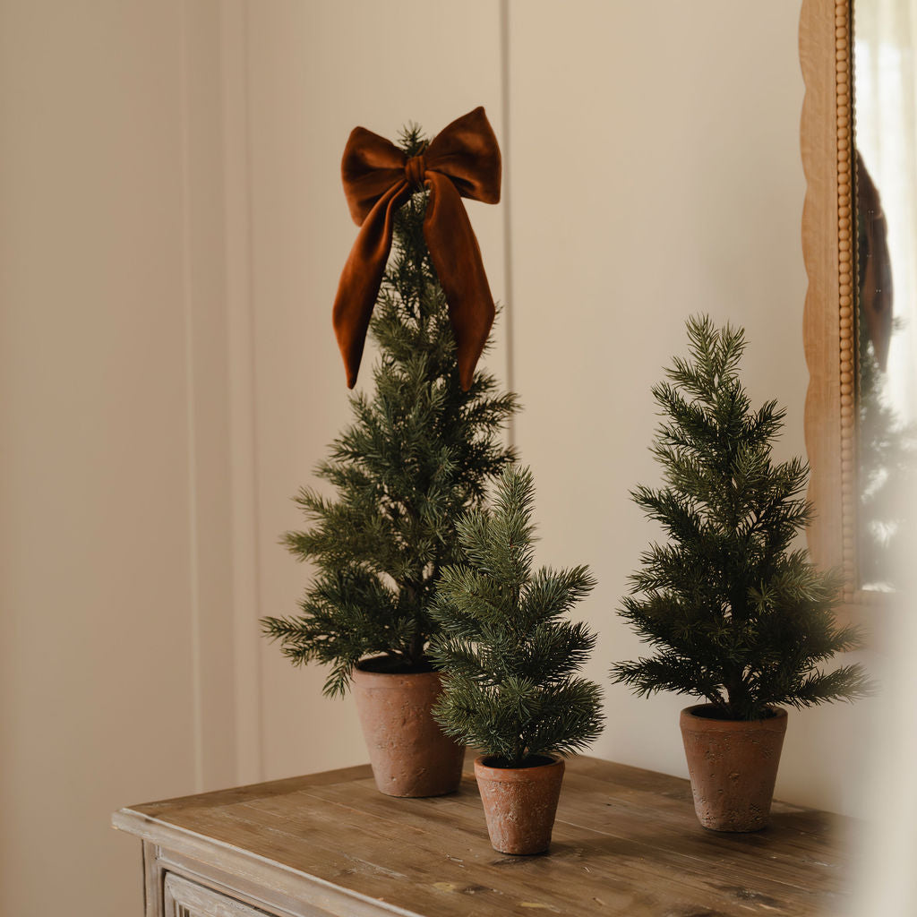 Grey Leaf Pine Tree in Pot