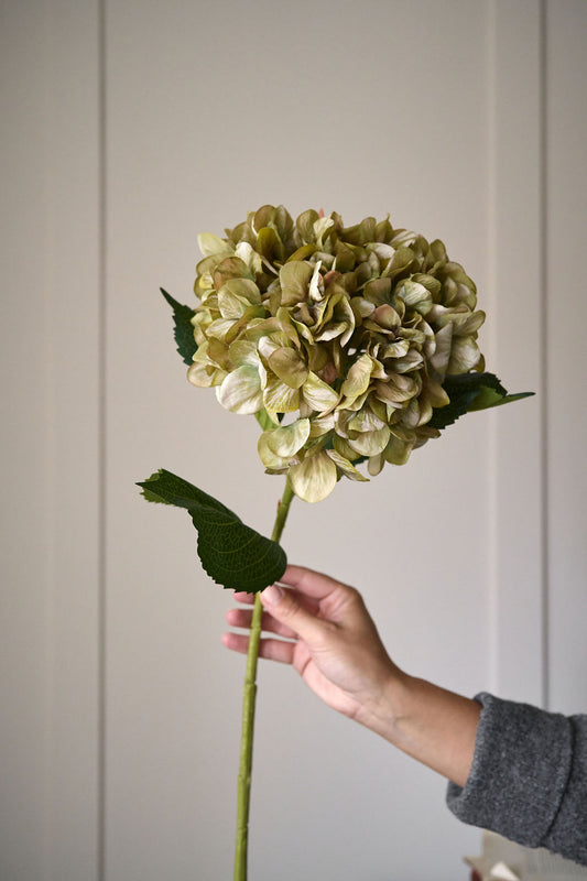 Antique Green Hydrangea